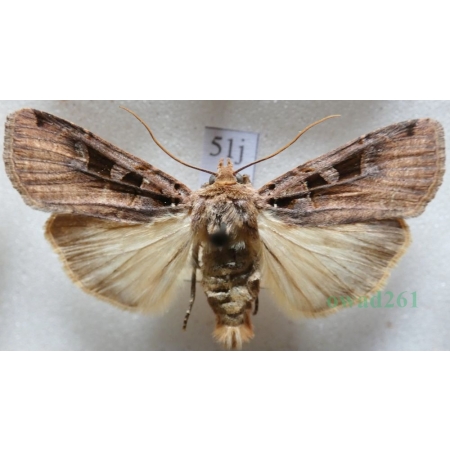 Xestia ditrapezium (Denis & Schiffermüller, 1775) Rolnica dwutrapezka Czech51j